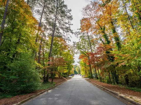 A quiet road running between tall pines and autumn trees