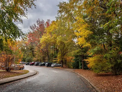 A curving road into a parking area under yellow and red autumn trees