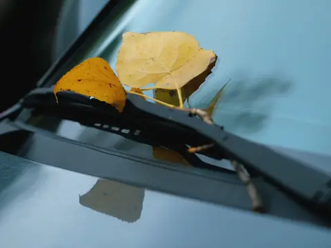 Yellow autumn leaves caught on a windshield wiper against glass-blue paint